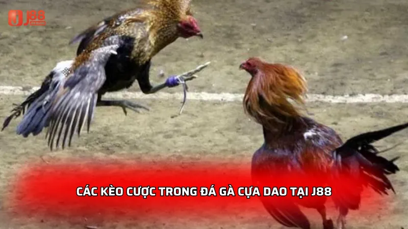Các kèo cược trong đá gà cựa dao tại J88