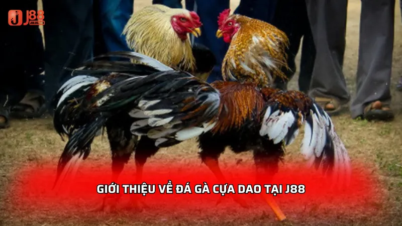 Giới thiệu về đá gà cựa dao tại J88