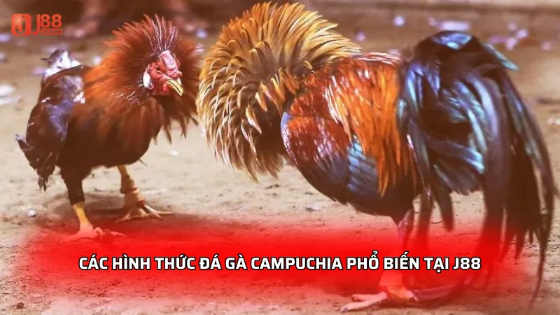 Các hình thức đá gà Campuchia phổ biến tại J88