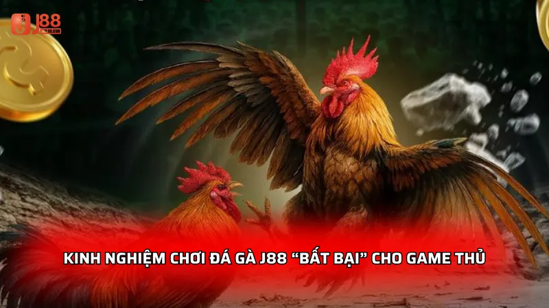Kinh nghiệm chơi đá gà J88 “bất bại” cho game thủ