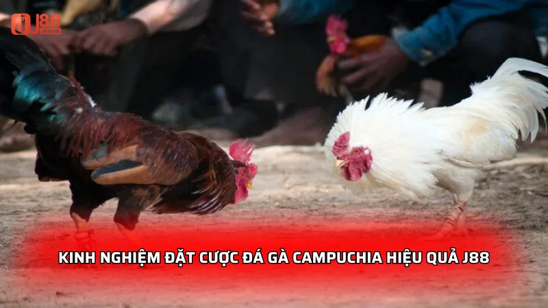 Kinh nghiệm đặt cược Đá Gà Campuchia hiệu quả J88