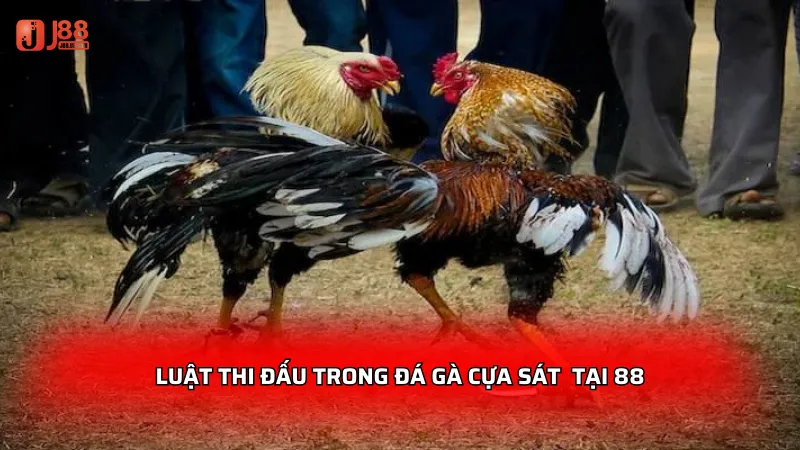 Luật thi đấu trong đá gà cựa sát người chơi cần rõ tại 88