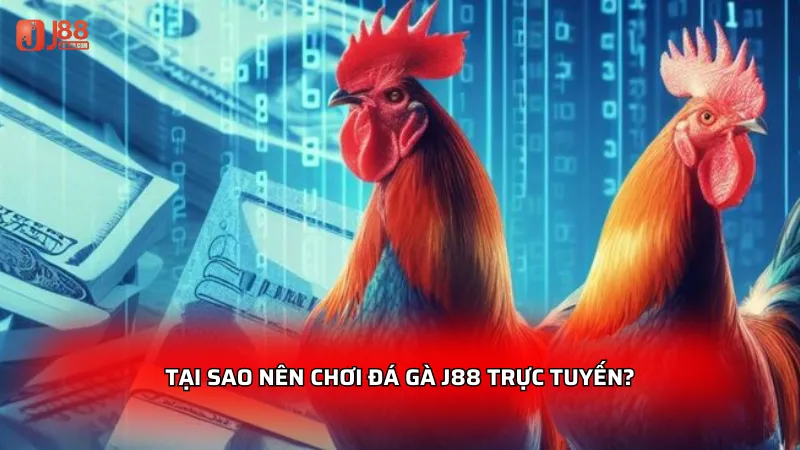 Tại sao nên chơi đá gà J88 trực tuyến?