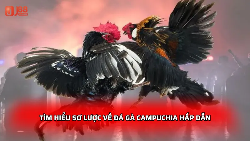 Tìm hiểu sơ lược về đá gà Campuchia hấp dẫn