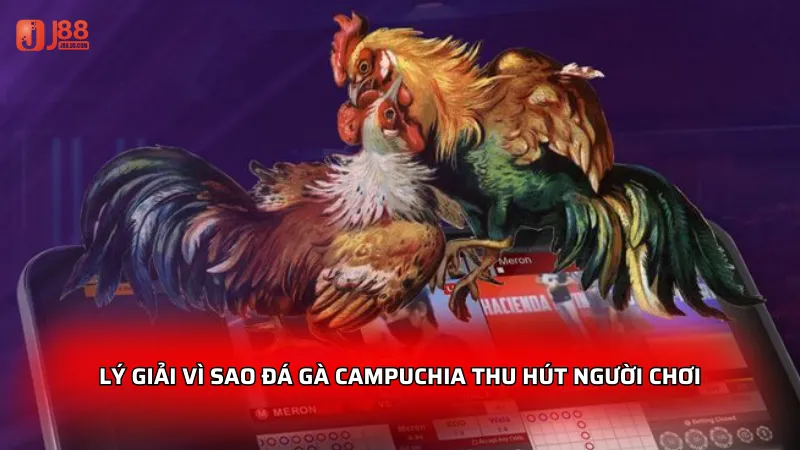 Lý giải vì sao Đá Gà Campuchia thu hút người chơi